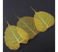 Feuilles squelettes de figuier de Barbarie pour la floristique sèche et les projets de bricolage