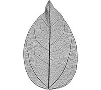 Feuilles squelettes - Noir - 6-8 cm - 20 pcs