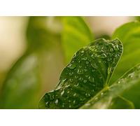 Feuilles Vert émeraude - Puzzle de 500 pièces pour Adultes - Pièces de Puzzle à Assembler soi-même, Un Excellent Jeu de Puzzle pour Les Adultes de 14 Ans et Plus