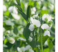 Haricots de culture (Vicia faba),