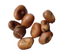 Féverole Bio Féverole - 250 grammes - Vicia Faba L. (Engrais Vert) SEM06