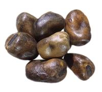 Féverole d‘Hiver Bio - Vicia Faba L. (Engrais Vert) SEM02 (Variété Nebraska : 250 grammes)