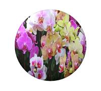 FEYUNYAN Badge durable pour vestes, sacs, cadeaux, badges de collection en fer blanc vif pour événements, enseignants, amis, orchidées, alternatives aux patchs thermocollants en vrac, 1 pièce, Orchids