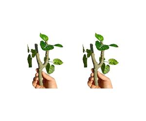 FHGSPQWM Lot de 2 vignes grimpantes pour reptiles, ermites, crabes, geckos, aquariums, terrariums, décoration d'habitat, branche d'escalade pour reptiles
