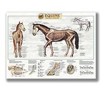 FHMDREUP Poster Anatomie du cheval Connaissance des chevaux Ferme Club École Éducation Cuisine Maison Décoration murale Cadeau sans cadre 30,5 x 40,6 cm