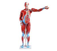 FHSLKXIM Anatomie Musculaire du Corps Entier avec Modèle D'Organe Interne, Modèle Humain De 80 Cm, Modèle Anatomique Simulé De Tissu Musculo-Squelettique, 27 Parties