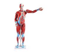 FHSLKXIM Modèle Anatomique De Muscle Humain De 80 Cm Modèle D'Enseignement Anatomique De Squelette Interne De Torse Humain