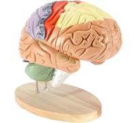 FHSLKXIM Modèle Anatomique du Cerveau Humain. 4 Parties du Cerveau Qui Fonctionnent avec des Étiquettes pour l'enseignement. Cerveau Étendu 2 Fois. Modèle pour l'enseignement Et L'Enquête.