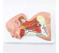 FHSLKXIM Modèle Anatomique du Cou Humain À Usage Médical, Modèle Musculaire Et Neurovasculaire du Cou, Échelle 1:1 pour Exposition Médicale