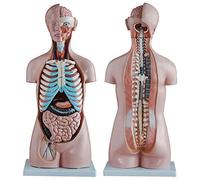 FHSLKXIM Modèle Anatomique Humain Asexué De 85 Cm, 20 Parties, avec Organes Internes, Modèle Anatomique, Modèles Médicaux