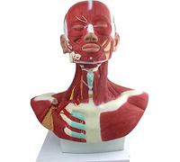 FHSLKXIM Modèle Anatomique, Modèle des Muscles Humains Et du Cou, Modèle du Sang Artériel, avec Indicateurs Numériques, Affichage Détaillé