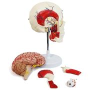FHSLKXIM Modèle De Muscle Mastocytaire Humain - Modèle De Muscle Et Nerf Maxillo-Facial - Outil Pédagogique pour Cabinet Médical, Enseignement Médical, Chair, 20 Cm