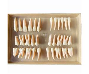 FHUILI 2.5 Fois 32 Dents Modèle de Dents permanentes de Deux Couleurs - modèle de Dents pour l'édifice - Modèle d'enseignement de l'anatomie des Dents isolée - Modèle de démonstration des Dents,A