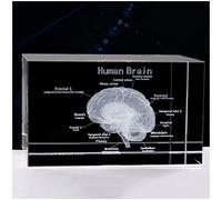 FHUILI 3D Cerveau Anatomical Model - Modèle Humain Cerveau Anatomie - Cristal Humain Modèle Cerveau Paperweight - for Science Education Anniversaire/Cadeaux Graduation,3.9 * 3.9 * 5.9inch