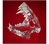 FHUILI Dents des Animaux Modèle - Dents de Chat Transparent Modèle de mâchoire - Dents Cat Anatomical médical Modèle - pour l'enseignement d'affichage d'étude vétérinaire, Laboratoire Fournitures