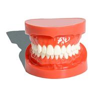 FHUILI Dents Standard Modèle - Modèle Science médicale éducation Dentaire - Dents de démonstration Typodont Modèle - Adulte Standard DENTAIRES modèle - pour l'enseignement d'affichage étude,S