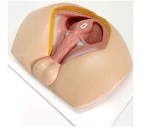 FHUILI Modèle Anatomique médicale périnée - Homme périnée Modèle - - périnée vasculaire Nerf du Plancher pelvien Muscle médical Modèle d'enseignement - pour l'enseignement d'affichage étude