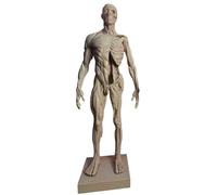 FHUILIJH 11 Pouces Demi-Muscle mi-Squelette Mannequin éducatif Anatomique Humain Muscle os modèle - Anatomie Humaine Peau crâne tête modèle,Male,30cm