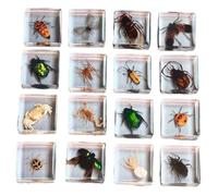 FHUILIJH 16 pcs Insecte résine spécimen - Bugs Collection Presse-papiers - pour Enfants Science Jouet biologie éducation Insecte Collection résine spécimen Cadeau,Clear,38mm