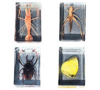 FHUILIJH 4 pcs véritable Insecte cerf-Volant scarabée spécimen résine Bureau Presse-Papier pour l'éducation Scientifique taxidermie spécimen articulé,E,74mm