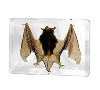 FHUILIJH 5,31 Pouces Chauve-Souris spécimen Animal Presse-Papier taxidermie Collection pour la Classe de Sciences Éducation Scientifique,Clear,13cm