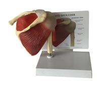 FHUILIJH A,8inch, Modèle éducatif de Ligament de l'épaule avec Ceinture, modèle médical de Muscle et d'articulation de l'épaule et de la Scapula pour l'enseignement Scientifique
