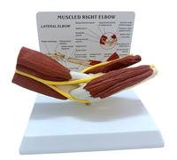 FHUILIJH A,Life Size, Modèle éducatif de Squelette Humain avec crâne, Main et articulations, modèle de coude, modèle d'anatomie Humaine pour étude, enseignement et Exposition