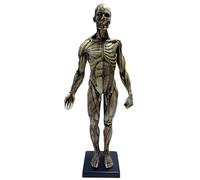 FHUILIJH Anatomie Humaine Masculine Figure Anatomie Humaine Crâne Tête Corps Muscle Os Résine Modèle Référence Anatomique pour Les Artistes,Gris,60cm