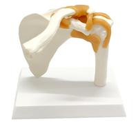 FHUILIJH C,8inch, Modèle éducatif de Ligament de l'épaule avec Ceinture, modèle médical de Muscle et d'articulation de l'épaule et de la Scapula pour l'enseignement Scientifique