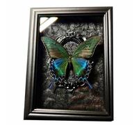 FHUILIJH Cadre Papillon spécimens Animaux Affichage d'ornement de Bureau avec Cadre décor Mural,Noir,22cm