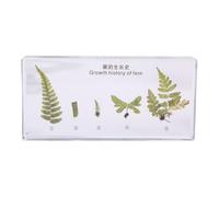 FHUILIJH Croissance de la fougère Histoire Spécimen Cycle de Vie de la fougère Biologie Spécimens de Classe de Sciences pour la Classe de Sciences Enseignement des Sciences,Clear,16cm