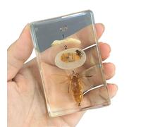 FHUILIJH Croissance du ver à Soie Histoire spécimen Véritable spécimen de ver à Soie en résine pour l'enseignement des Sciences, collectionneurs de bizarreries,Clear,85mm