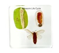 FHUILIJH Cycle de Vie de l'échantillon de Papillon de ver à Soie Spécimen de résine Insectes de Collection Presse-papiers pour Fournitures éducatives scientifiques,Clear,7c
