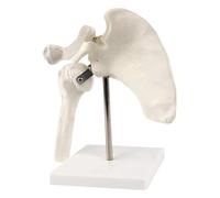 FHUILIJH D,8inch, Modèle éducatif de Ligament de l'épaule avec Ceinture, modèle médical de Muscle et d'articulation de l'épaule et de la Scapula pour l'enseignement Scientifique
