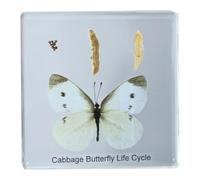 FHUILIJH Histoire de Vie du Petit spécimen de Papillon Blanc - Spécimens incrustés de résine de Papillon - pour l'enseignement des Sciences,Clear,75mm