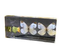 FHUILIJH Légume Rose Papillon Histoire de Vie spécimen Cycle de Vie d'un Papillon en Bloc de résine Presse-Papier pour l'enseignement des Sciences,Clear,14cm