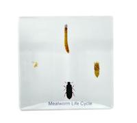 FHUILIJH L'histoire de la Croissance des vers de Farine Jaunes Spécimen Résine Insecte Spécimen préservé Collection Presse-papiers,Clear,75mm