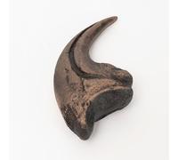 FHUILIJH Marron,5inch, Réplique de spécimen de Griffe de Dinosaure Modèle de Griffe de Velociraptor pour décoration Maison ou Bureau, Artisanat et matériel pédagogique