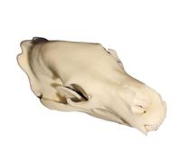 FHUILIJH Miniature Ours Brun crâne modèle Ours crâne résine Artisanat réplique Ours Squelette modèle pour Halloween fête décor Ornement,Blanc,7cm