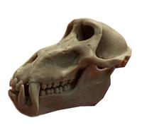 FHUILIJH Modèle de crâne de babouin Modèle Miniature de crâne de Singe pour l'enseignement ou l'affichage de l'apprentissage de l'anatomie et de la physiologie,Marron,7cm