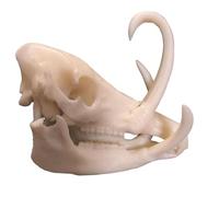 FHUILIJH Modèle de crâne de cerf simulé, réplique de modèle de crâne de cerf en résine, pour la Photographie Accessoires Outil d'enseignement Ornement à la Maison,Blanc,7cm
