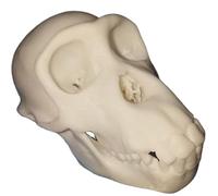 FHUILIJH Modèle de crâne de chimpanzé - Réplique de crâne de Singe modèle - pour la décoration intérieure Design d'intérieur Sculpture,Blanc,8cm