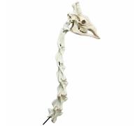 FHUILIJH Modèle de crâne de Girafe Véritable os de Girafe Crâne tête d'animal Squelette pour la décoration de la Maison Halloween Accessoires crâne résine Artisanat,B