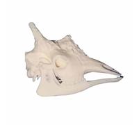 FHUILIJH Modèle de crâne de Girafe Véritable os de Girafe Crâne tête d'animal Squelette pour la décoration de la Maison Halloween Accessoires crâne résine Artisanat,A