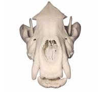 FHUILIJH Modèle de crâne de hyènes, réplique synthétique de l'enseignement de l'anatomie et de la physiologie, pour la décoration de l'enseignement du Bureau vétérinaire,Blanc,10cm