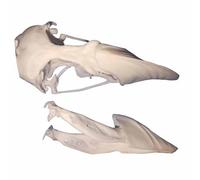 FHUILIJH Modèle de crâne de macareux simulé, réplique de crâne d'animal, pour la décoration intérieure, la Recherche pédagogique,Blanc,9cm