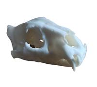 FHUILIJH Modèle de crâne de Tigre simulé, modèle de réplique de crâne de Tigre, squelettes de Tigres fossiles décor Figurine modèle,Blanc,8cm