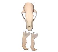 FHUILIJH Modèle de crâne d'ours Polaire simulé, décor de crâne d'ours Polaire Miniature, pour l'enseignement des Sciences, Collection,Blanc,7cm