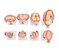 FHUILIJH Modèle de développement de l'embryon Humain - Modèle de Cycle de développement de la Gestation du fœtus - pour l'enseignement de l'explication médicale,Flesh,11cm