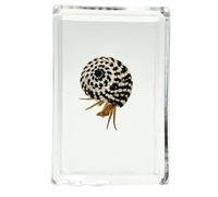 FHUILIJH Modèle de spécimen de Bernard-l'ermite en résine véritable - spécimens de Crabe ambré en résine Artificielle - pour l'affichage de la cognition d'enseignement des,D,45mm